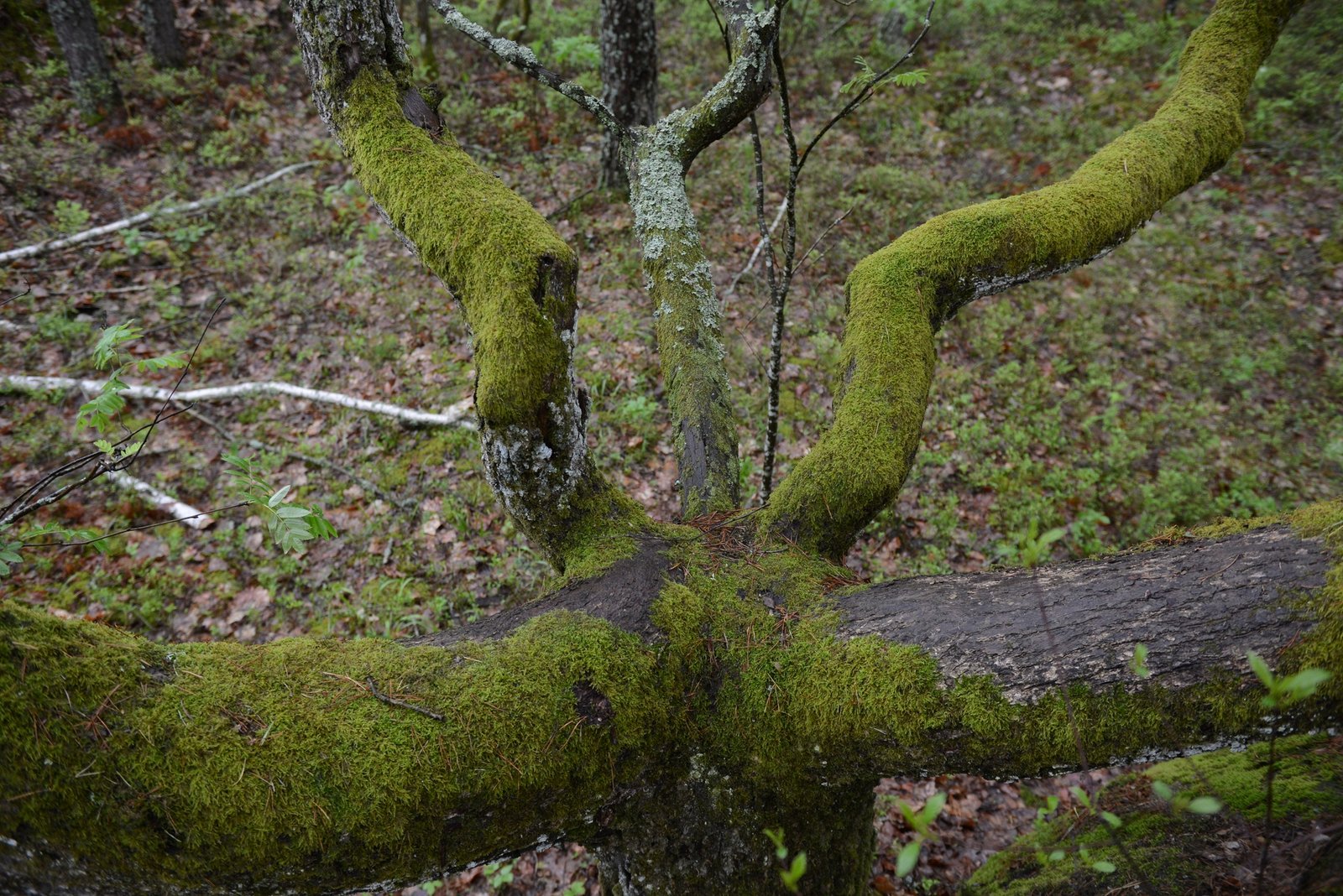 Кам’яне село – в гостях у гобітів